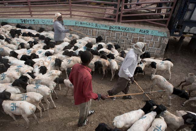 Herders corral blackhead sheep in the livestock market in Hargeisa, the capital of Somaliland.