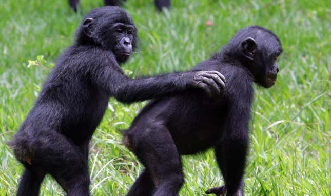 Imagen para el artículo titulado Descubren que los bonobos y los chimpancés tienen costumbres sociales como saludarse y despedirse