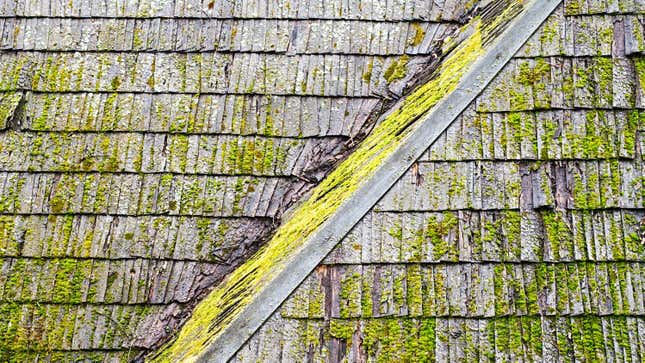Image for article titled You Can Get Rid of Mold on Your Roof (and Stop It From Coming Back)