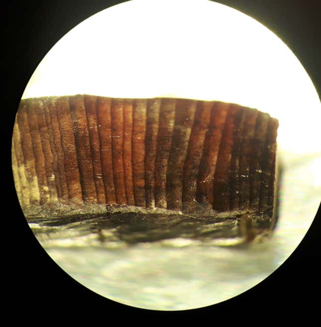 Imagen microscópica de un fragmento de madera encontrado en L’Anse aux Meadows