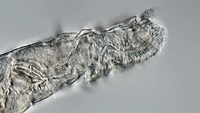 Close-up view of the revived rotifer.