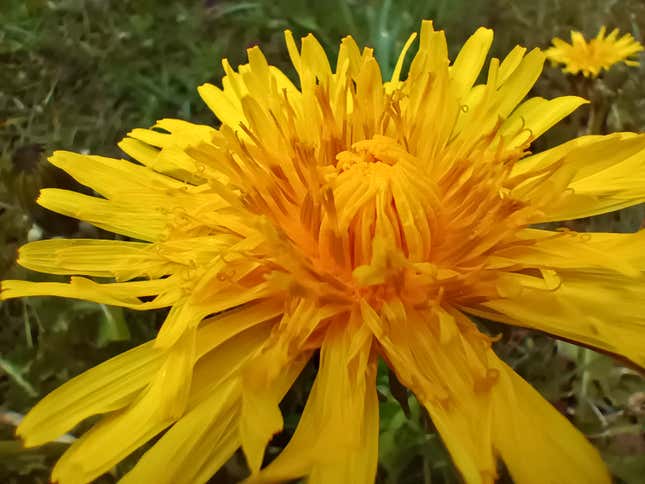 El macro es irregular. Dependiendo del ángulo puede dar fotos muy buenas o no tan buenas.