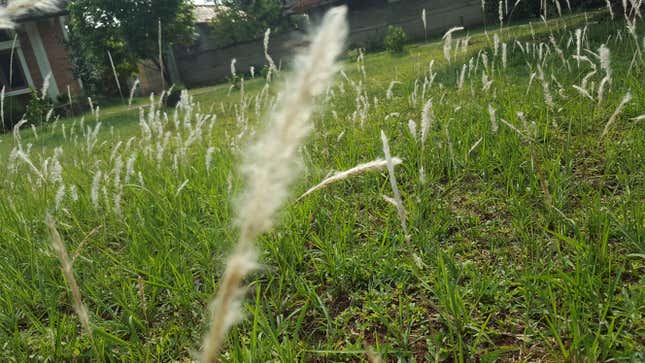 Image for article titled How to Stop Cogongrass Weeds From Taking Over Your Yard, Too