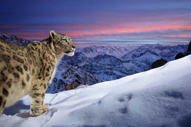 A leopard atop an Indian mountain range.
