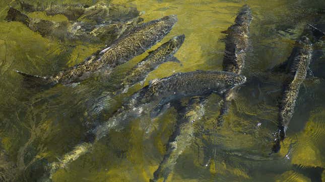 Chinook Salmon swim up a fish ladder at the California Department of Fish and Wildlife (Feather River Hatchery just below the Lake Oroville dam during the California drought emergency on May 27, 2021 in Oroville, California.