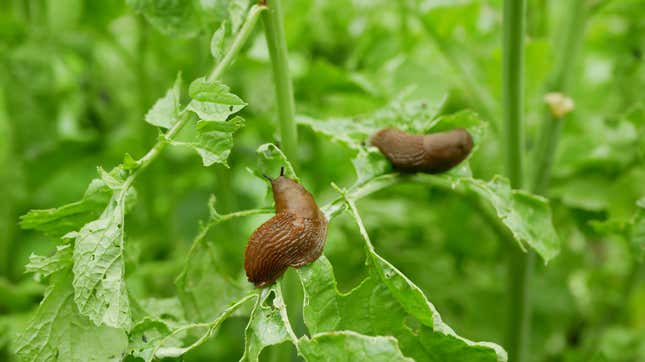 Slugs eating plant in garden