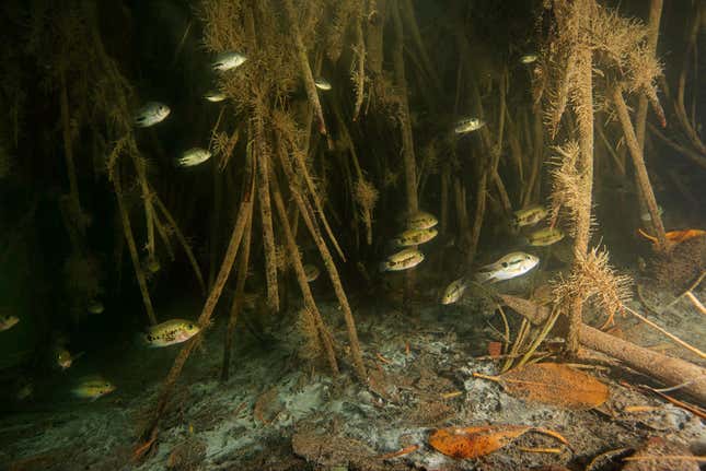The aquatic life of the San Pedro Mártir River in Tabasco, Mexico, finds refuge in the submerged roots of the red mangrove forests. 