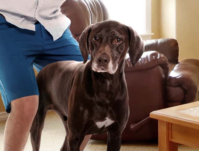Image for article titled Dog Gets Taste Of Own Medicine After Houseguest Begins Humping Him