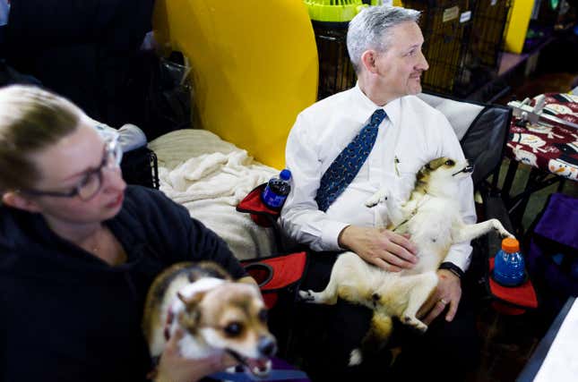 Image for article titled King’s realm: Behind the scenes at the Westminster Dog Show