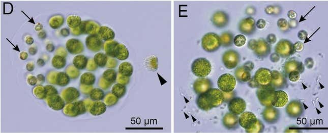 Imagen para el artículo titulado Descubren la primera especie de algas con tres sexos distintos