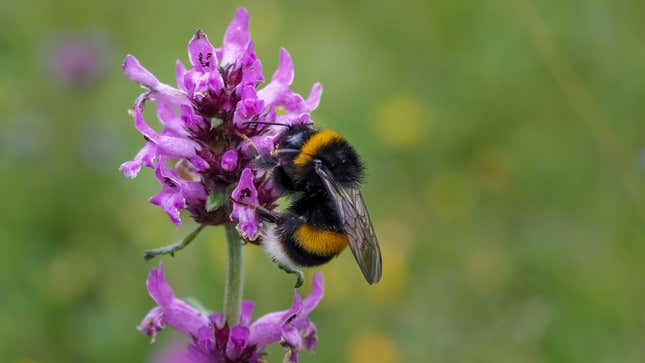 A large garden bumblebee or ruderal bumblebee (Bombus ruderatus), one of many species commonly found in Europe.