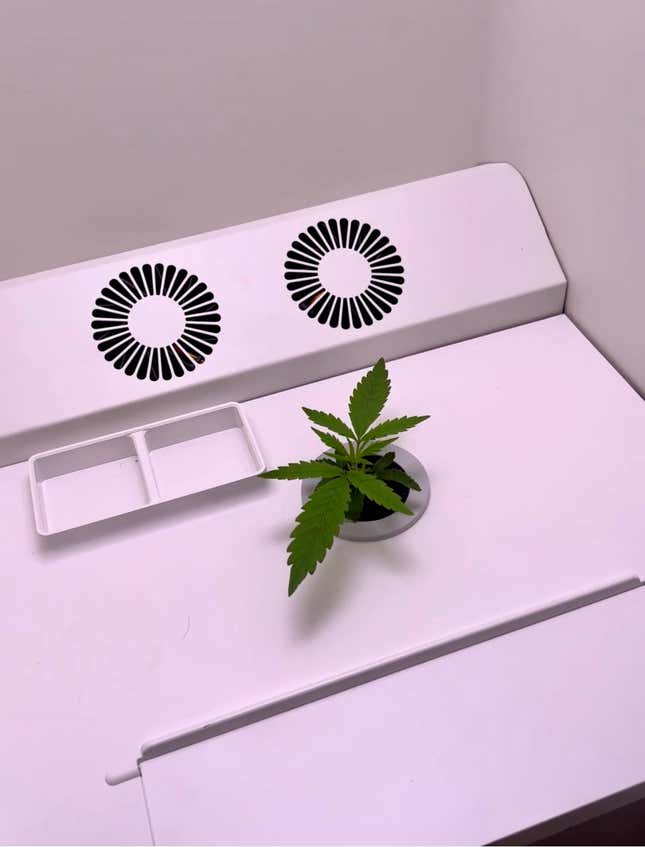 Image for article titled How to Grow (Good) Weed Indoors