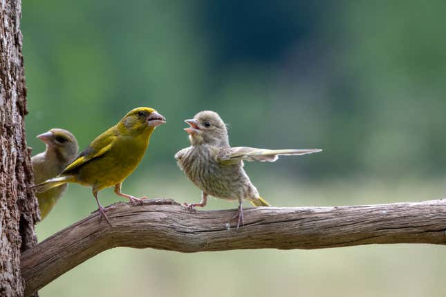 Image for article titled The Top Comedy Wildlife Photos of 2023