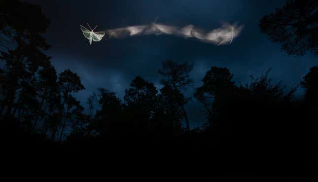 A moth in the Hungarian sky, a blur indicating its flight path.