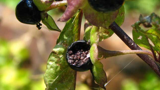 A close-up of Atropa belladonna, aka the belladonna plant.