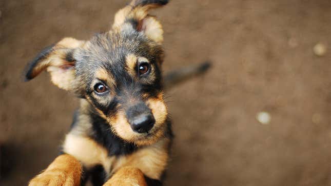 Image for article titled Signs It’s Time To Rehome Your Dog