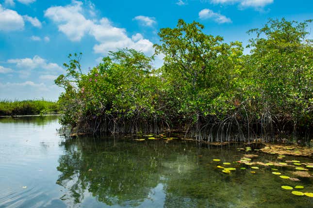 A stand of red mangroves sits in the calm, calcium-rich, fresh waters of the San Pedro Mártir River, Tabasco, Mexico.