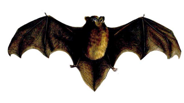 A bat illustration.
