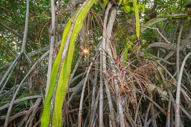 A tall red mangrove provides habitat to various epiphytic cacti and orchid species, creating an ecosystem unique in the world. 