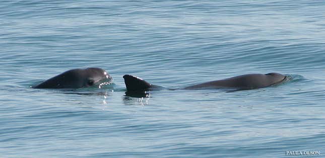 The critically endangered vaquita porpoise.