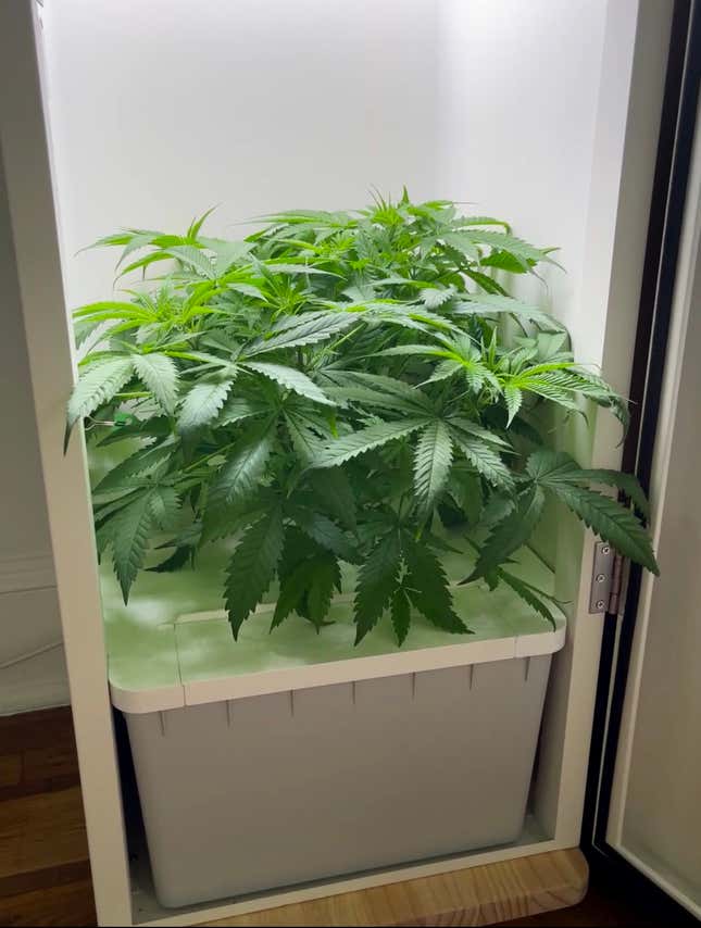 Image for article titled How to Grow (Good) Weed Indoors