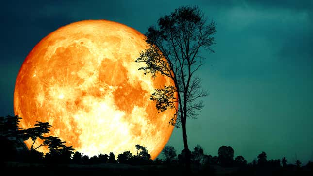 The rising harvest moon.