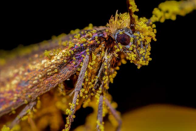 A moth is covered in little yellow dots of pollen in this focused image.