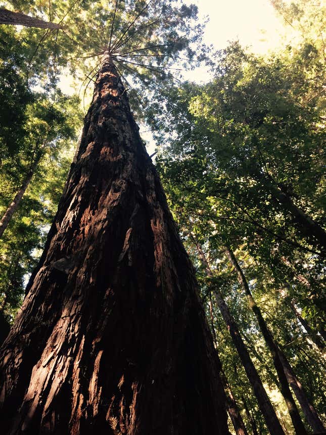 Redwood, Lompico, CA.