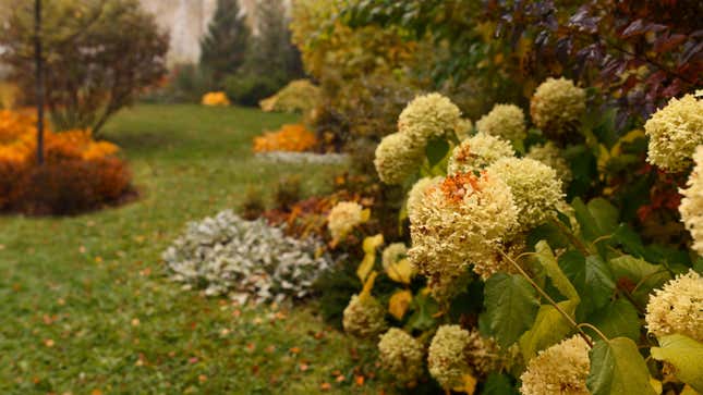 autumn garden view with white hydrangea