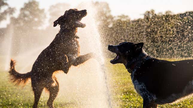 Happy dogs jumping into water sprinklers 