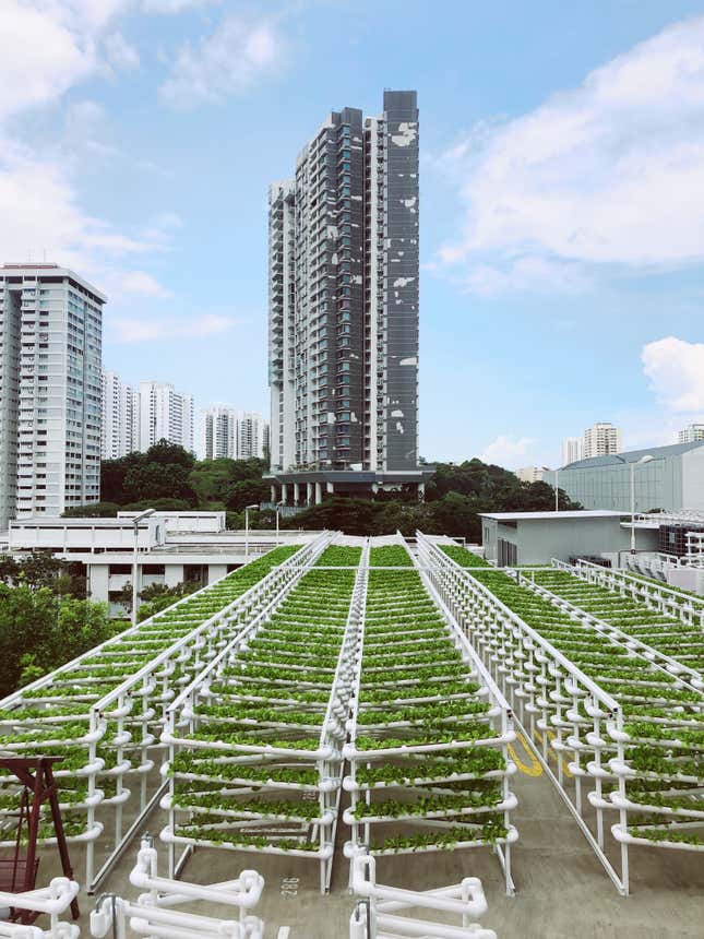 A rooftop is filled with a hydroponic farm growing leafy vegetables.