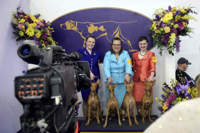 Image for article titled King’s realm: Behind the scenes at the Westminster Dog Show