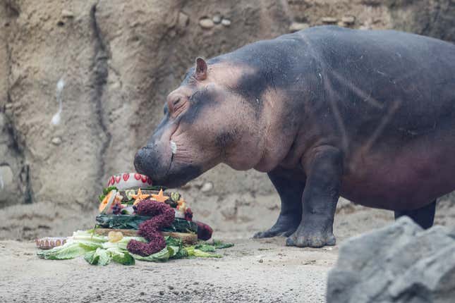 Joe Burrow ends Fiona the hippo's run as most popular Cincinnatian