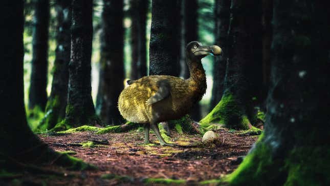 An artist's imagining of the dodo bird, which went extinct in the 17th century.