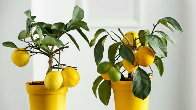 Image for article titled 12 Fruit Trees You Can Actually Grow Indoors