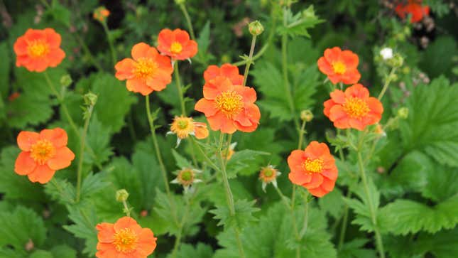 Image for article titled 15 of the Easiest Perennials to Grow