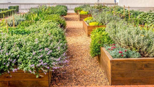 Image for article titled 5 Questions to Ask Before Planting Your Herb Garden