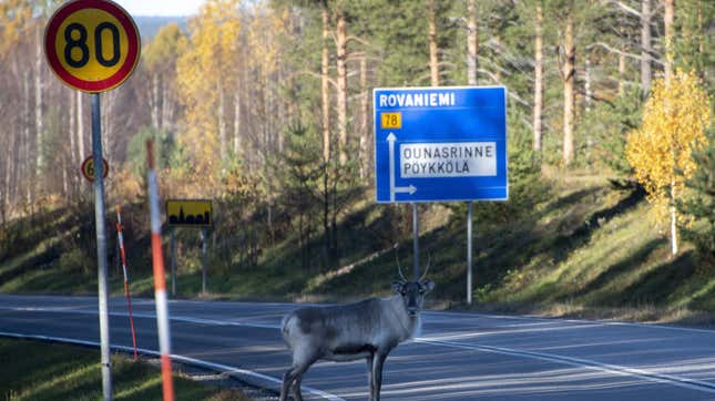 A Reindeeer looks before crossing a road near Vikajarvi, Finland on October 7, 2022.
