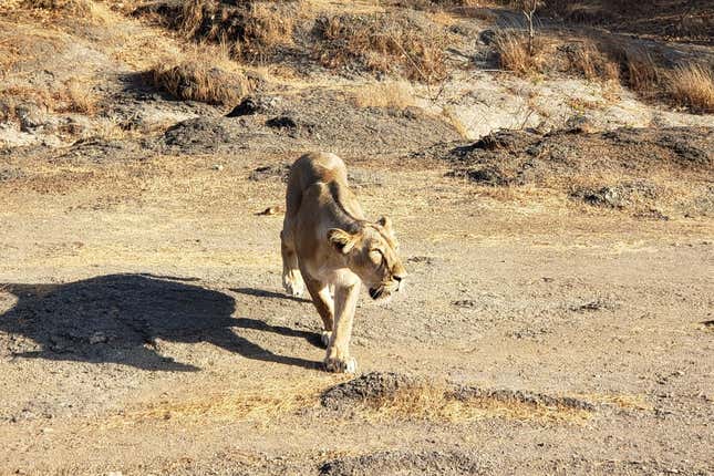 A female Asiatic lion in Gir forest.