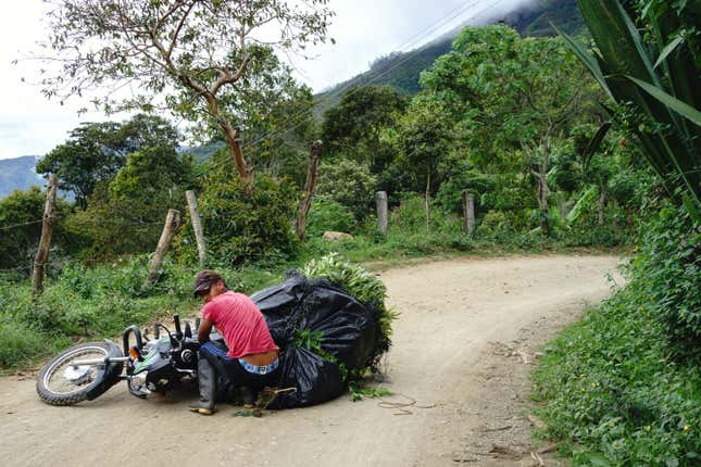 Peasants don’t have access to the equipment and infrastructure that would make growing legal crops profitable. Here, a worker tries to lift a weed-laden motorcycle after taking a spill on the dirt road.