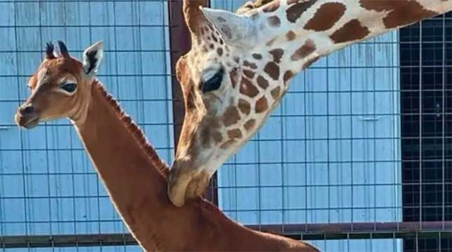 Image for article titled Incredibly Rare Spotless Giraffe Born at Tennessee Zoo