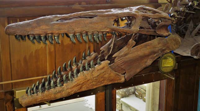 Un cráneo de Mosasaurio conservado en un museo.