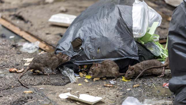 Image for article titled NYC Is Looking for Someone Tough Enough to Vanquish the City&#39;s Rat Army