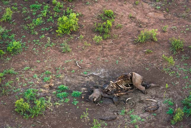 Aerial view of the remains of a poached White Rhino, Phinda private Game Reserve, KwaZulu Natal, South Africa