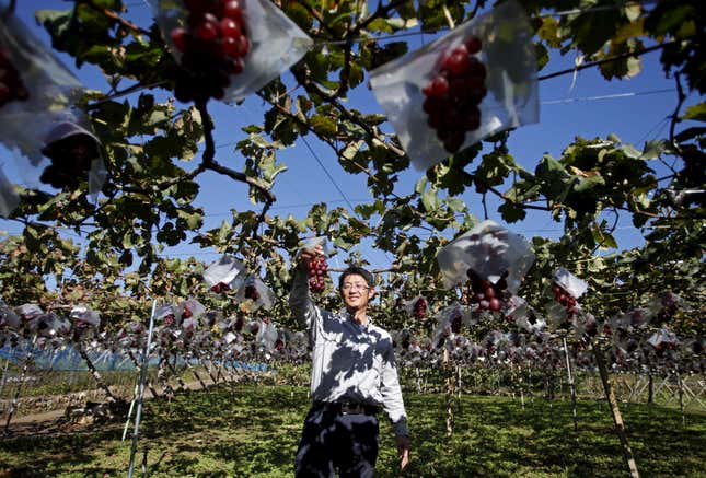 A grape farm in Yamanashi.