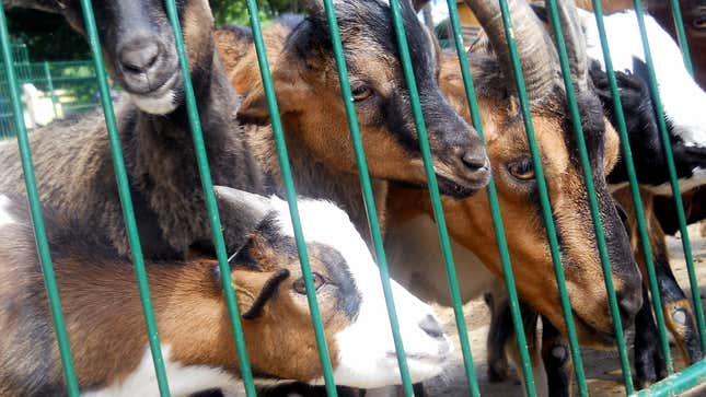 Image for article titled Entire Petting Zoo In Heat
