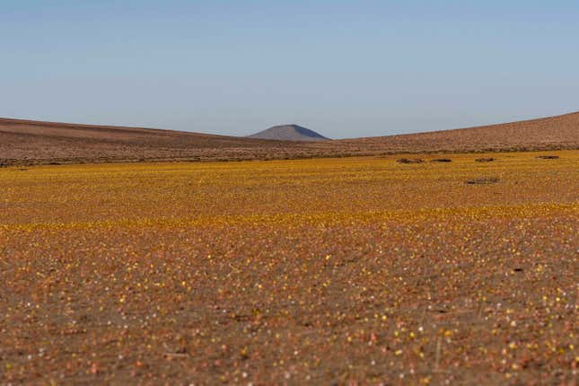 A blanket of flowers on the desert floor in the Atacama in Copiapo, Chile.