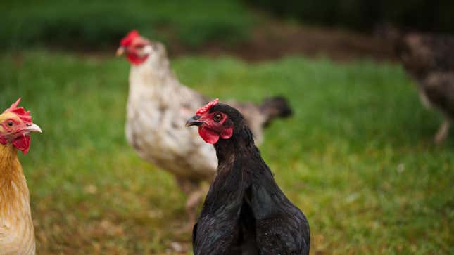 Heritage chickens on a small farm in Ontario, Canada.