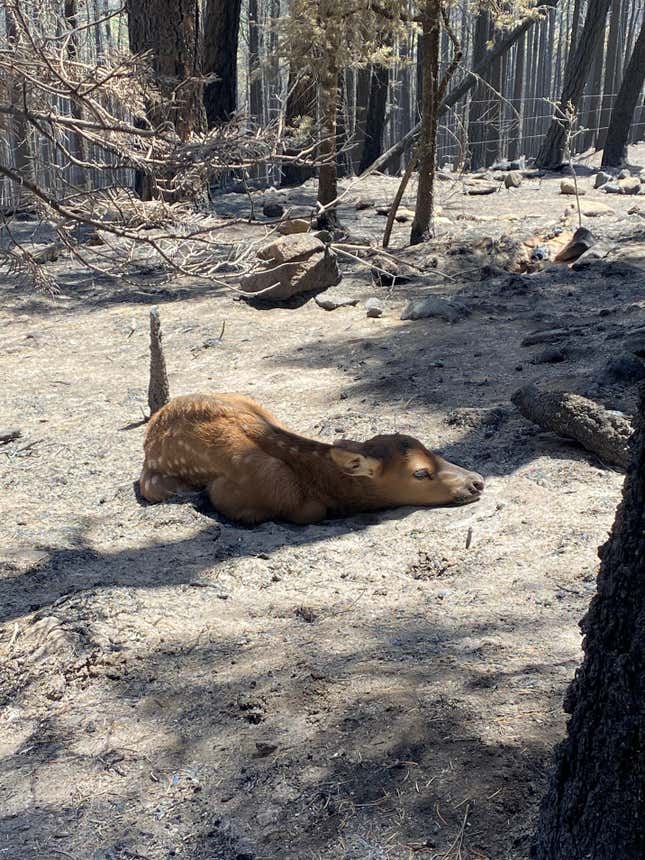 Image for article titled New Mexico Firefighters Rescue Adorable Elk Calf