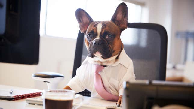 Image for article titled How to Bring Your Dog to Work Without Being an Asshole